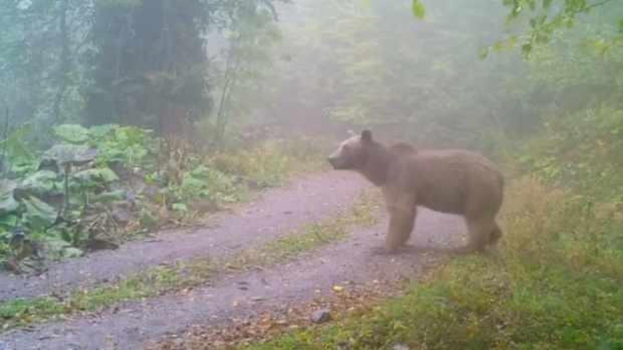 D&uuml;zce'de g&ouml;r&uuml;nt&uuml;lendi: Boş karın ayıları uyutmadı 
