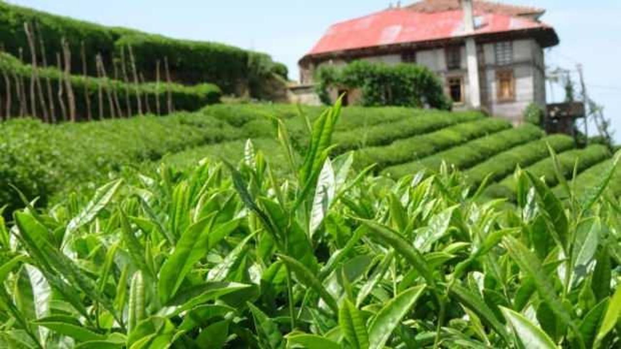 İklim değişti; &lsquo;&uuml;zerine kar yağmış&rsquo; &ccedil;ay hasadı yapılıyor