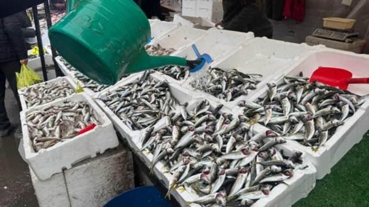 İstavritin bolluğu fiyatları d&uuml;ş&uuml;rd&uuml;!