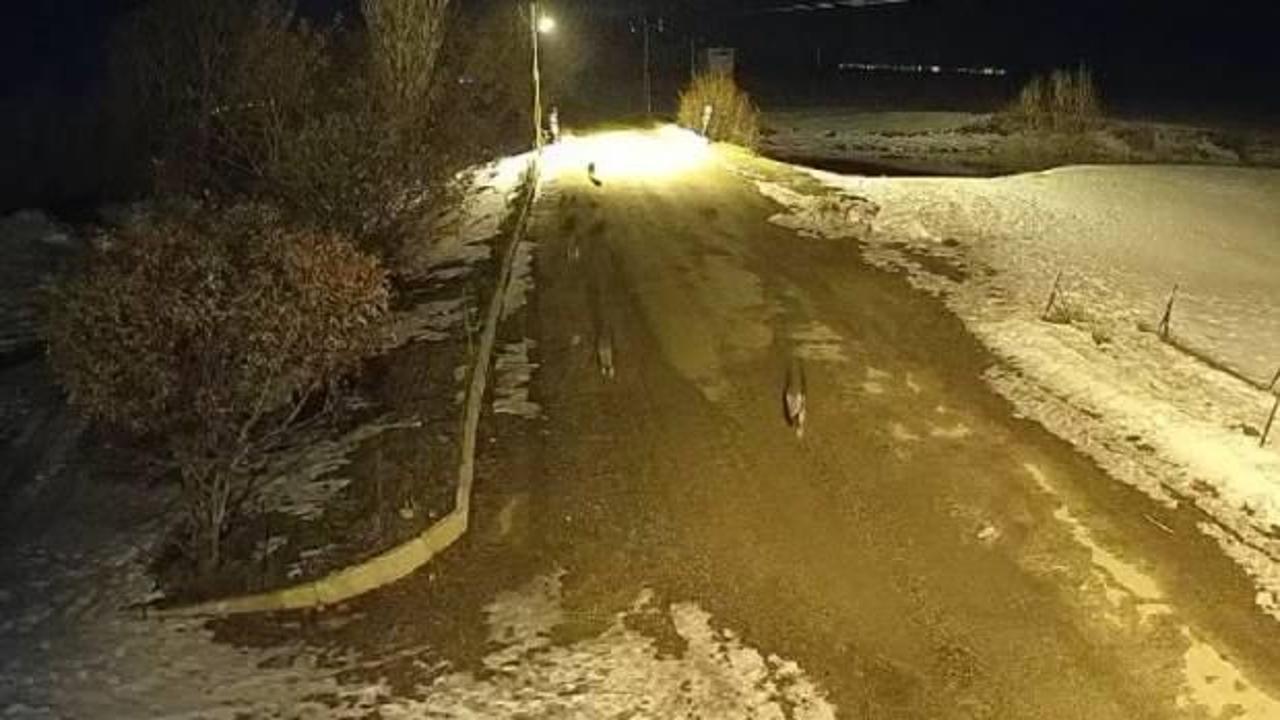 K&ouml;y&uuml; mesken tuttular! Mahalleliyi isyan ettiren olay: Akşamları dışarı &ccedil;ıkamıyorlar