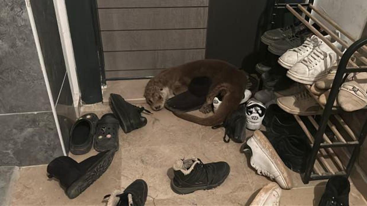 Nesli t&uuml;kenme tehlikesindeki su samuru apartmana girdi