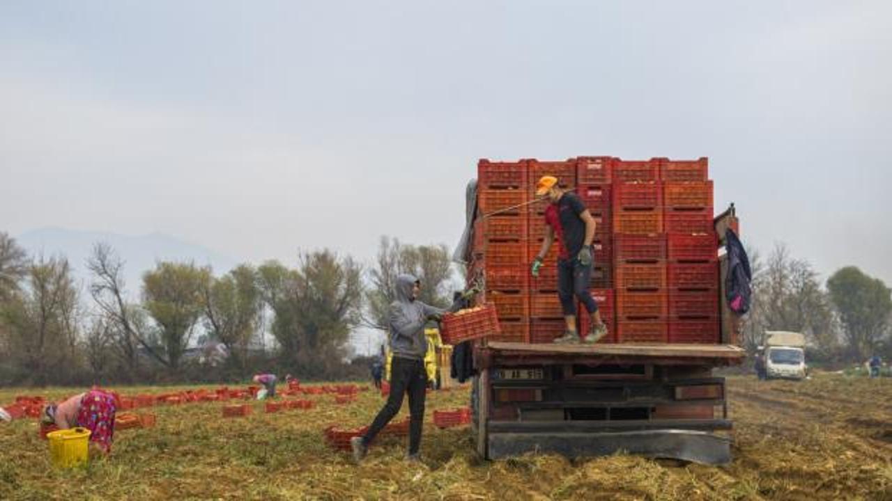 Ödemiş Ovası'nda hasat başladı! Gün doğumuyla start veriliyor!