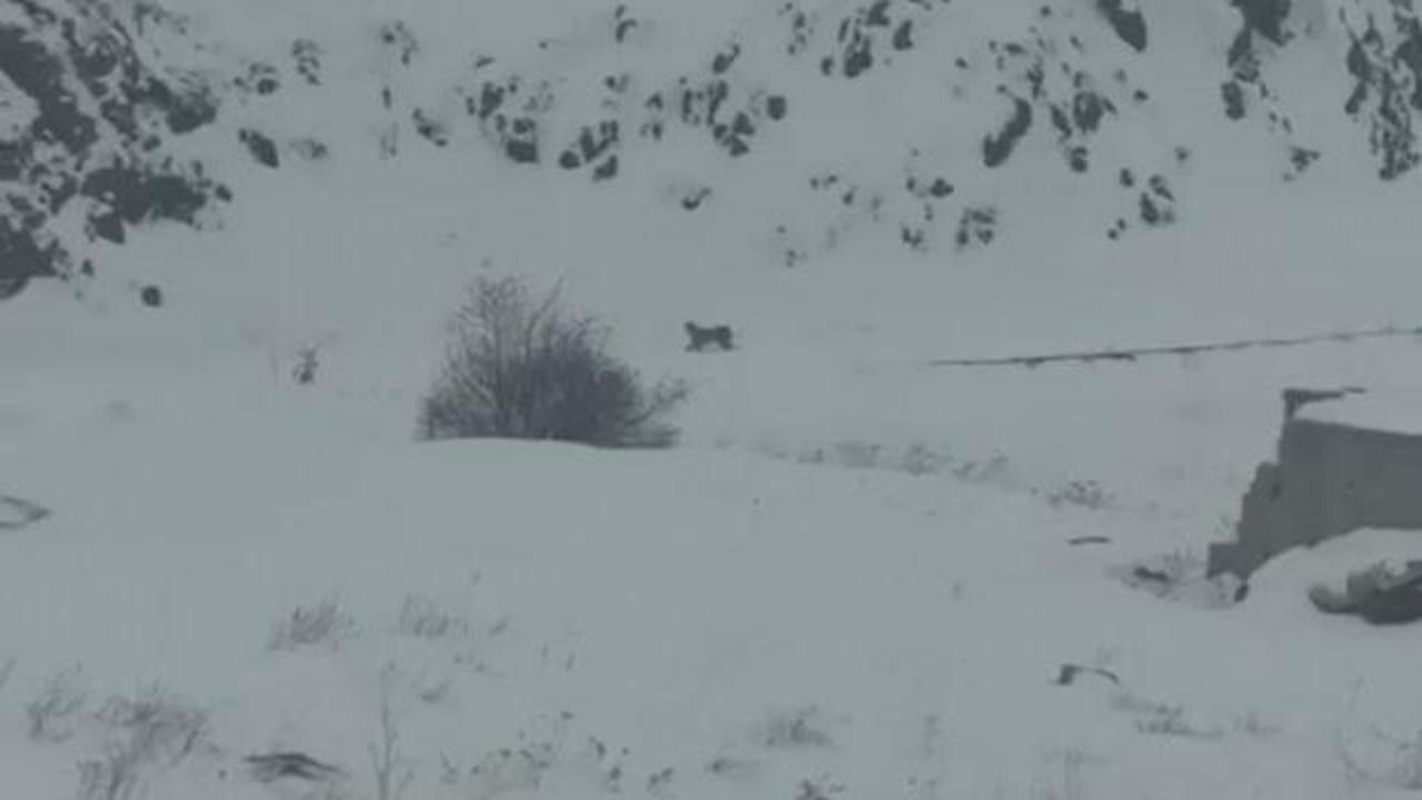Iğdır’da aç kalan 3 vaşak köye indi