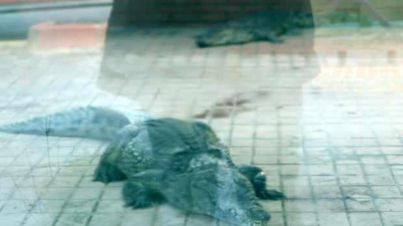 İstanbul'da ele ge&ccedil;irildi! 2 timsah koruma altına alındı