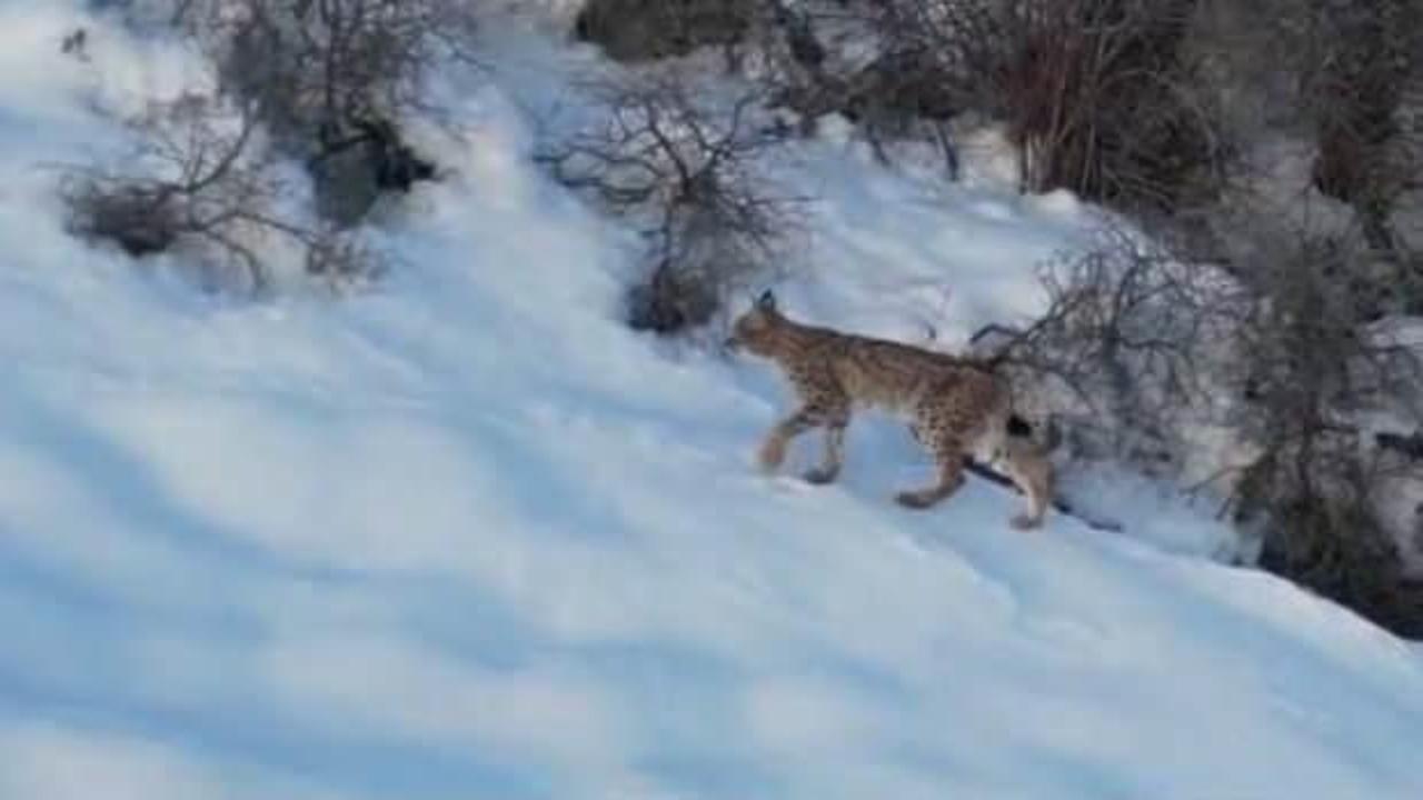 'Ormanın hayaleti' olarak biliniyor! Bir ay i&ccedil;erisinde iki kez kameraya takıldı 