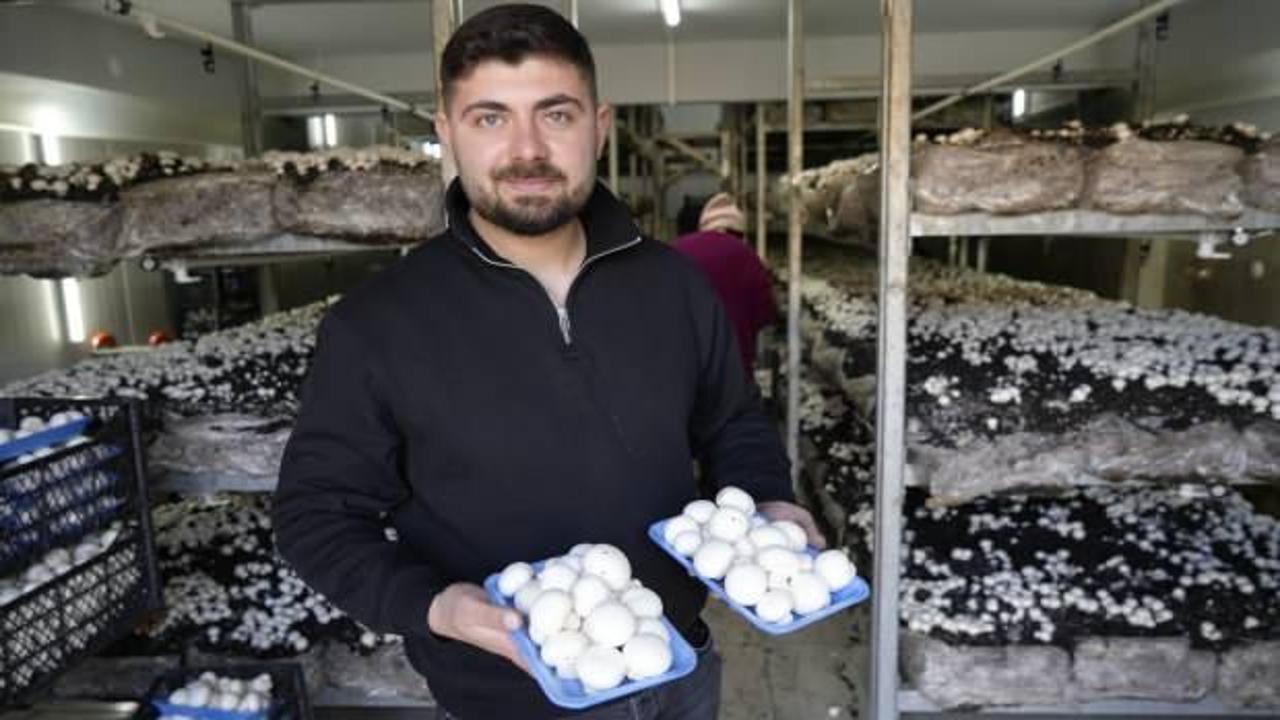 Tek bir odada 3,5 ton &uuml;r&uuml;n elde ediyor: Kentin ihtiyacını karşılıyor