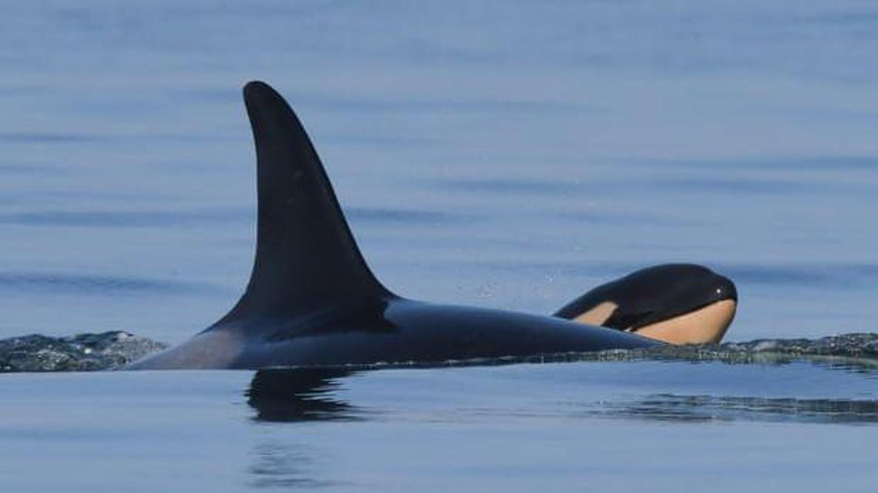 Yaslı balina &ouml;len yavrusunu bırakmadı, her yere yanında g&ouml;t&uuml;rd&uuml;