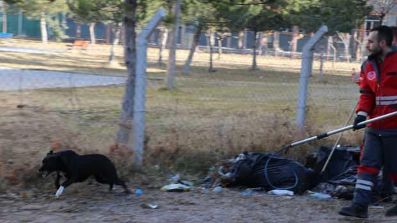 Kayseri'de sahipsiz köpek öğrenciye saldırdı! 