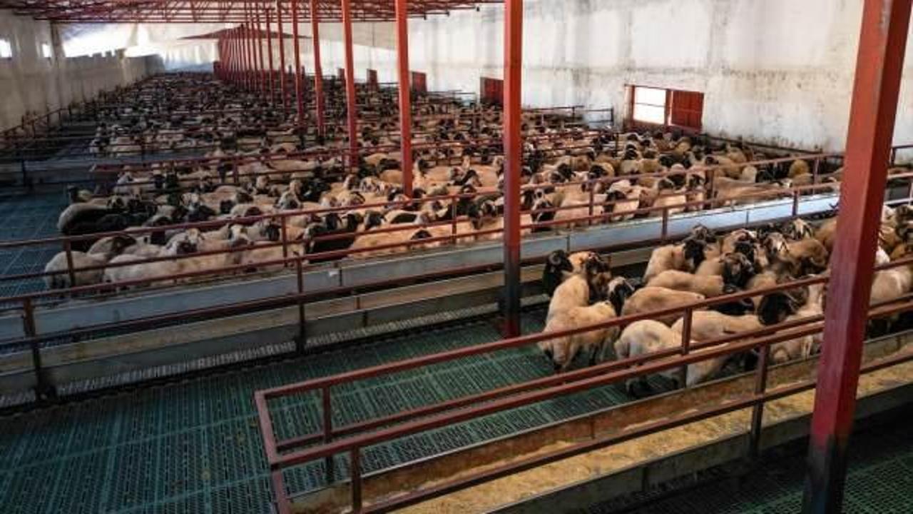 Aldığı devlet desteğiyle 300 koyunu 3 bin 500'e &ccedil;ıkardı