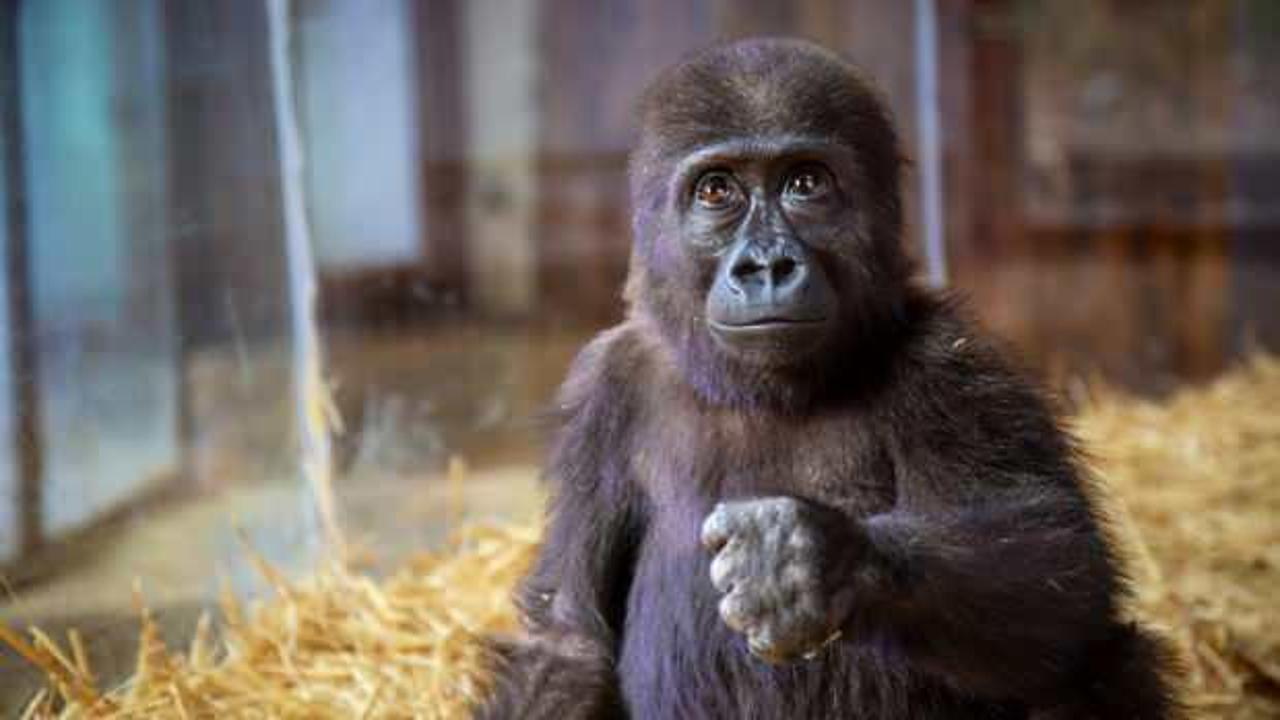 Bakanlık, İstanbul Havalimanı'nda bulunan goril için anket başlattı