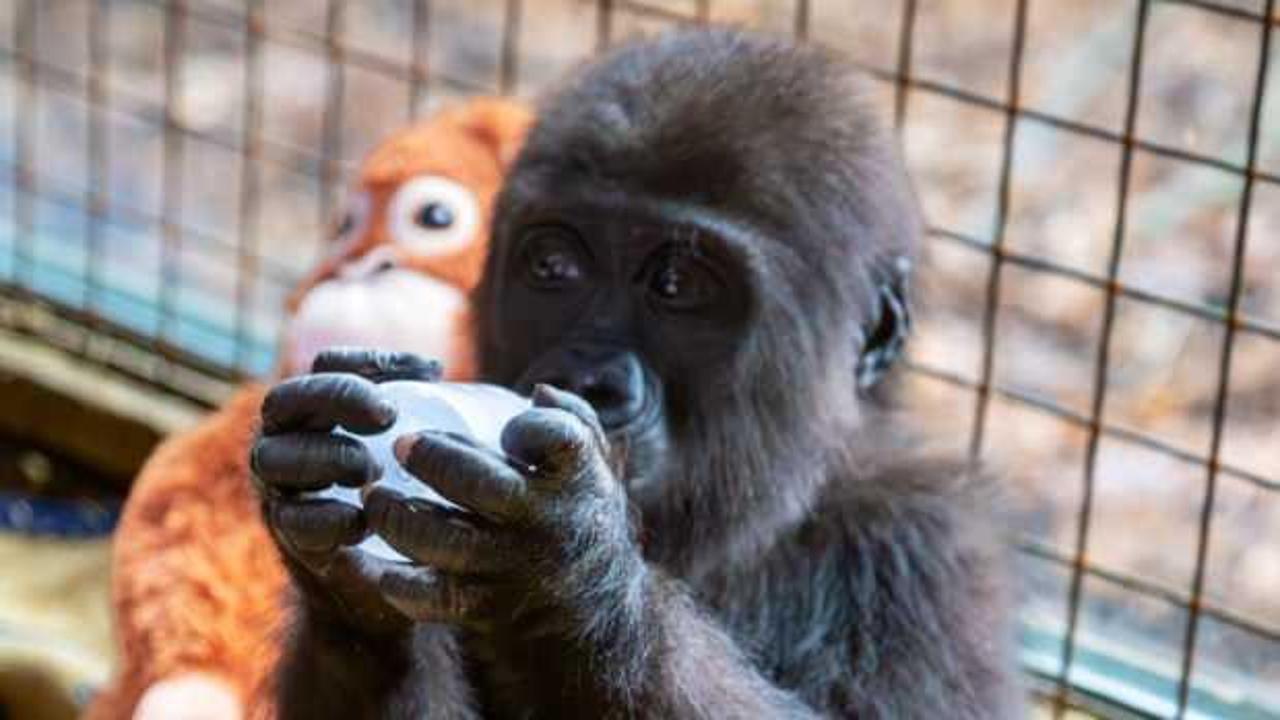 Bakanlık paylaştı: Yavru goril için isim aranıyor! 