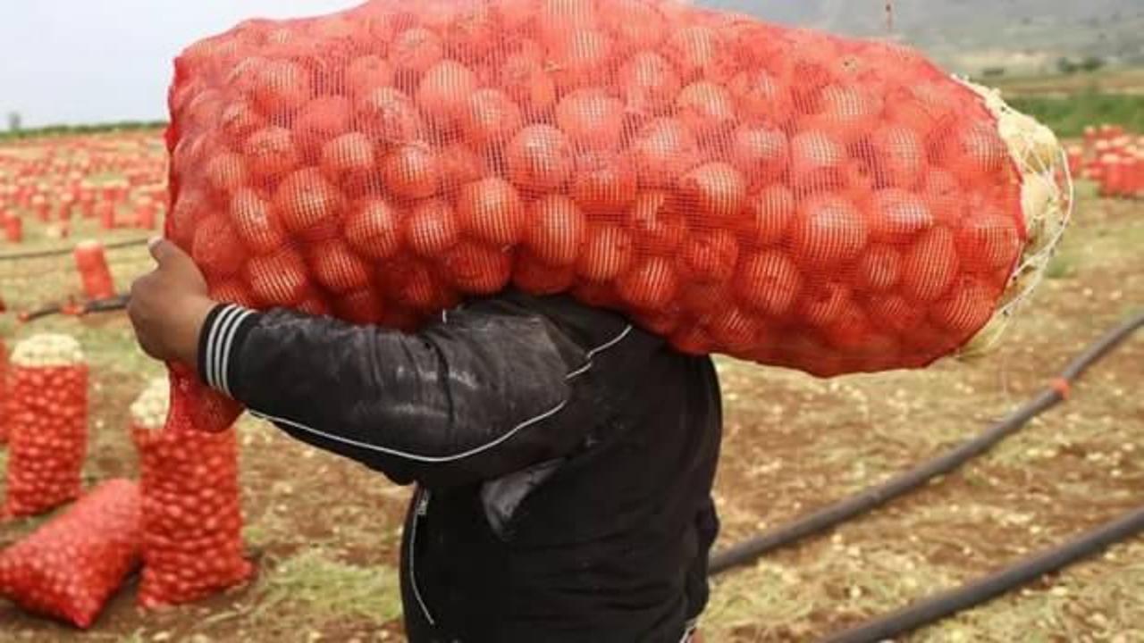 Patates ve soğana '30 kilogram' standardı