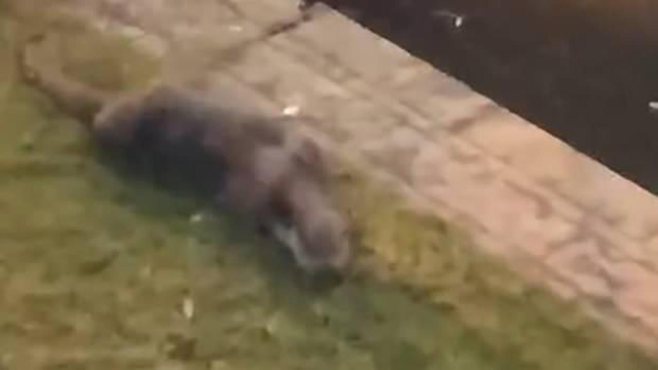 İri c&uuml;ssesiyle Porsuk &Ccedil;ayı&rsquo;ndan &ccedil;ıktı! Vatandaş huzursuz oldu 