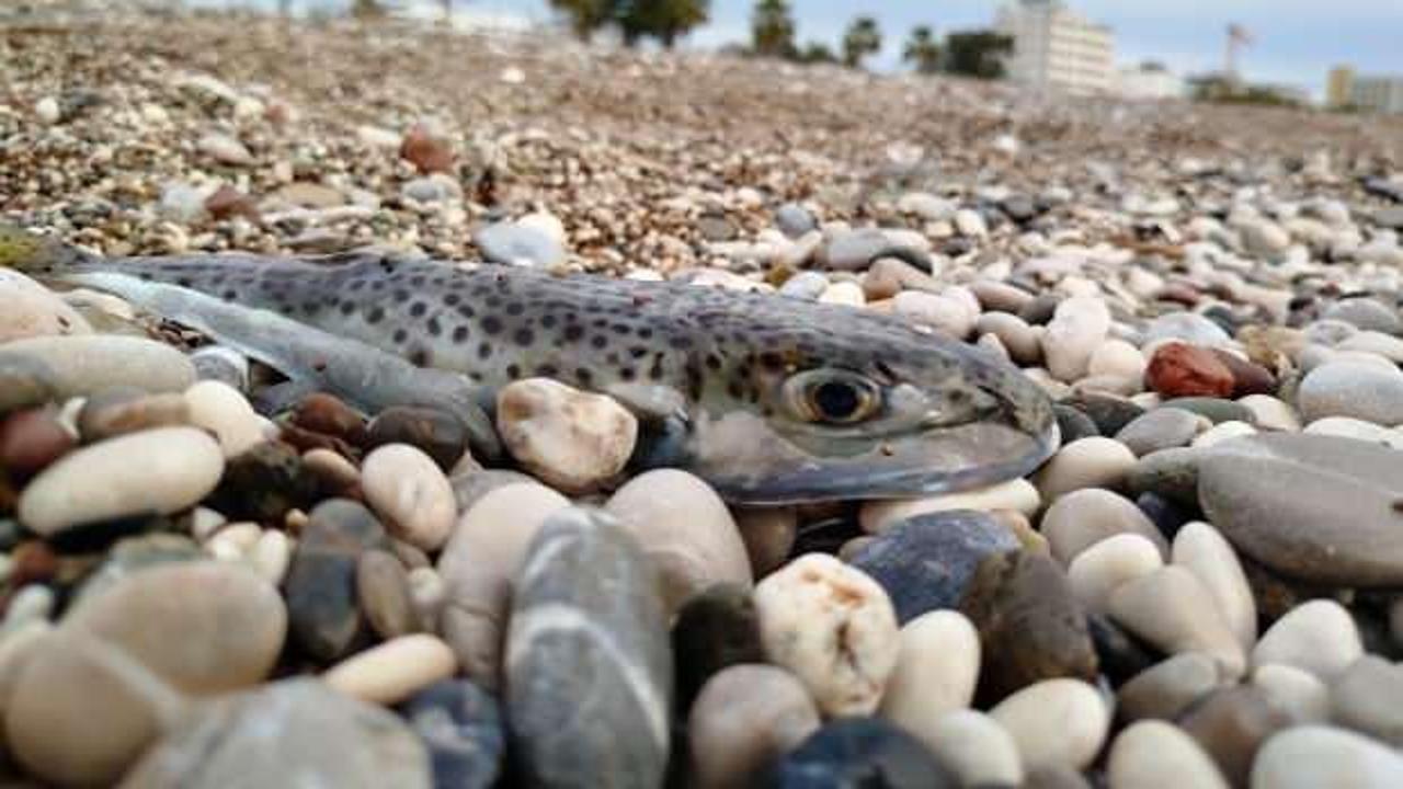  Sahillerde balon balığı tehlikesi