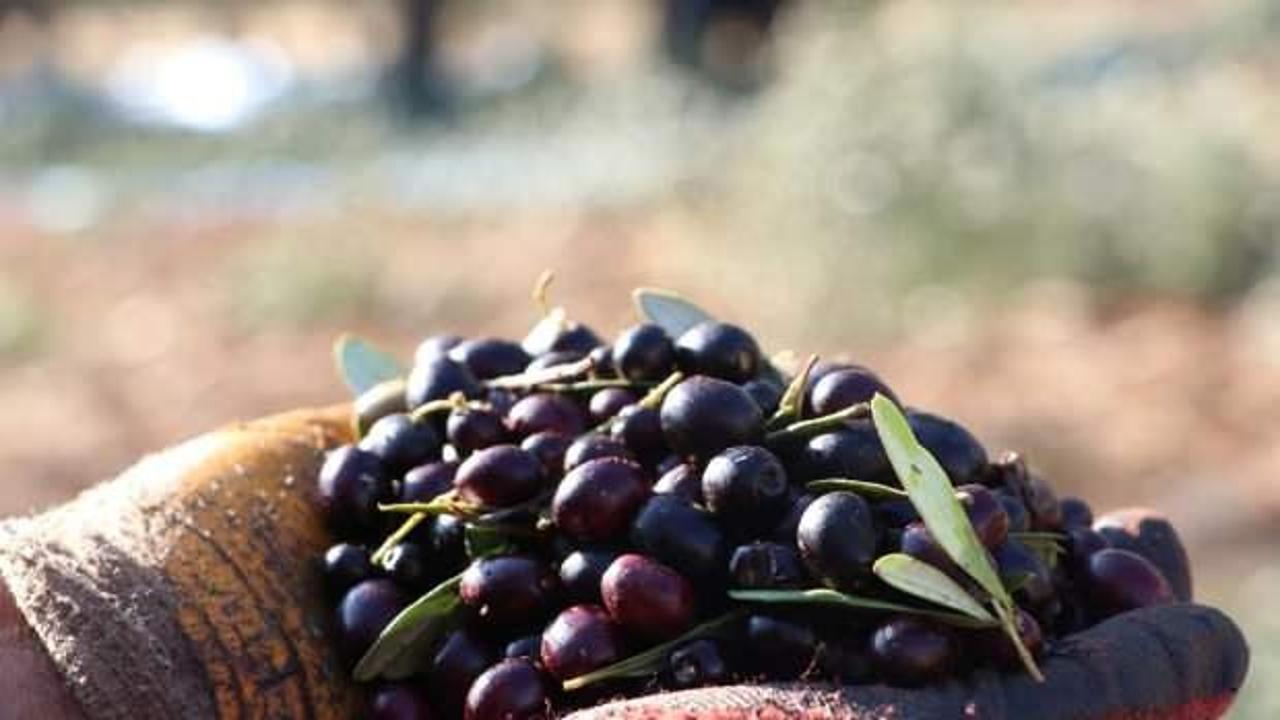 T&uuml;rkiye'nin zeytin &uuml;retimi 2024'te rekora ulaştı