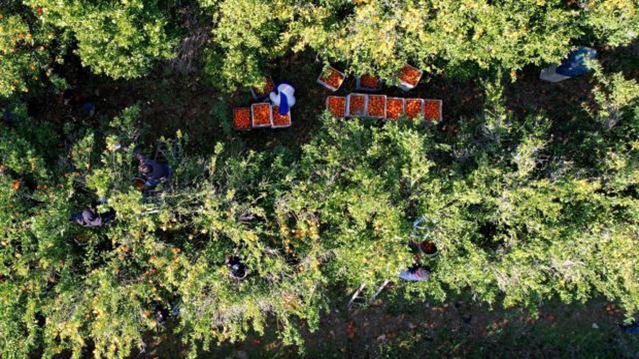 2024 ve 2025'in en mutlusu mandalina ve portakal çiftçisi olabilir