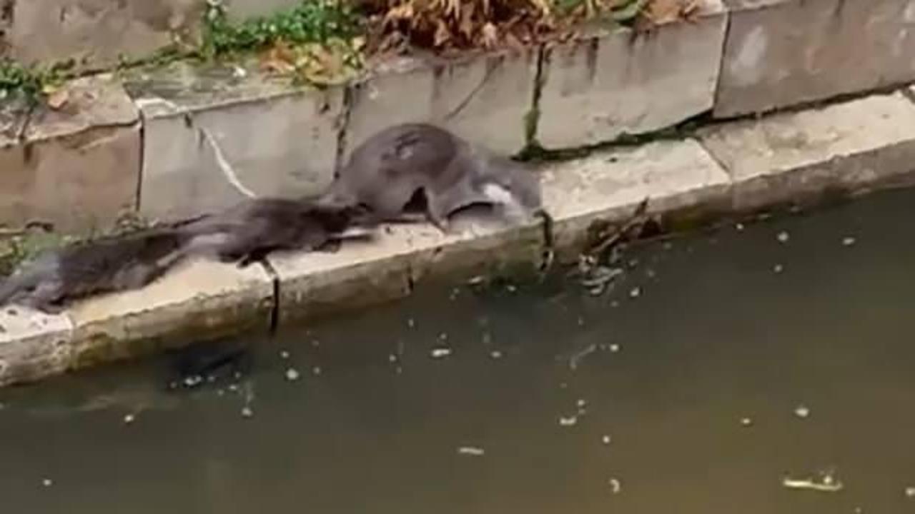 Ana her zaman ana! Su samurunun yavrularıyla imtihanı kamerada 