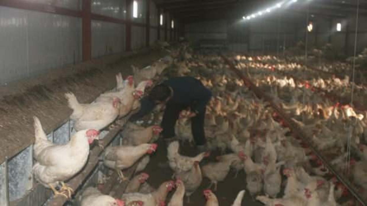 Bah&ccedil;esinde hobi olarak başladı, şimdi 3 bin adet tavuğu var
