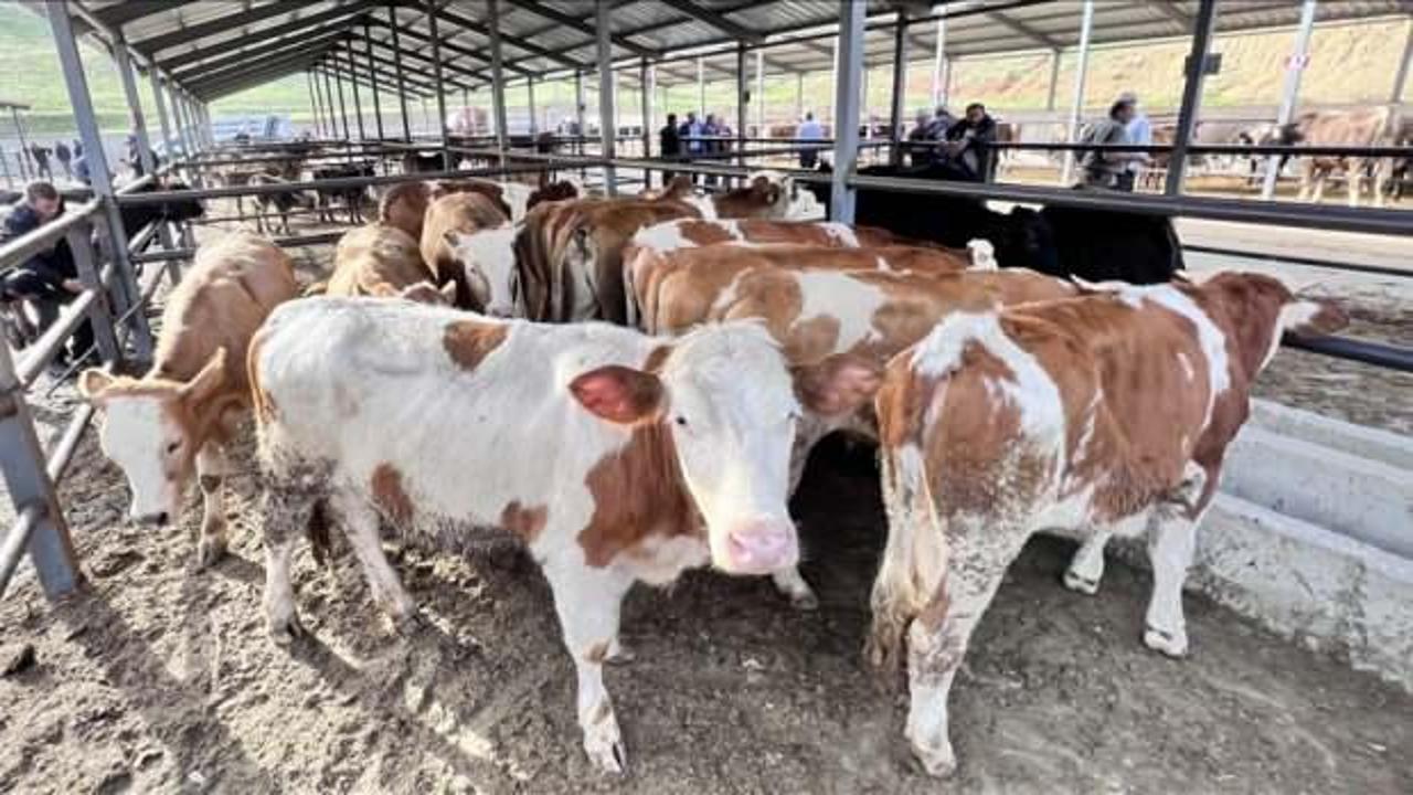 Erzurum'da bir aydır kapalı olan hayvan pazarı a&ccedil;ıldı