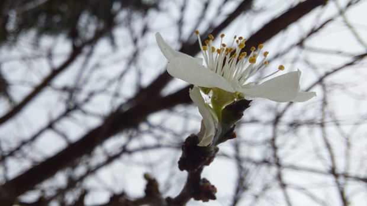&Ccedil;ift&ccedil;iyi korkutan g&ouml;r&uuml;nt&uuml;: Meyve ağa&ccedil;ları mevsim şaşırdı! 