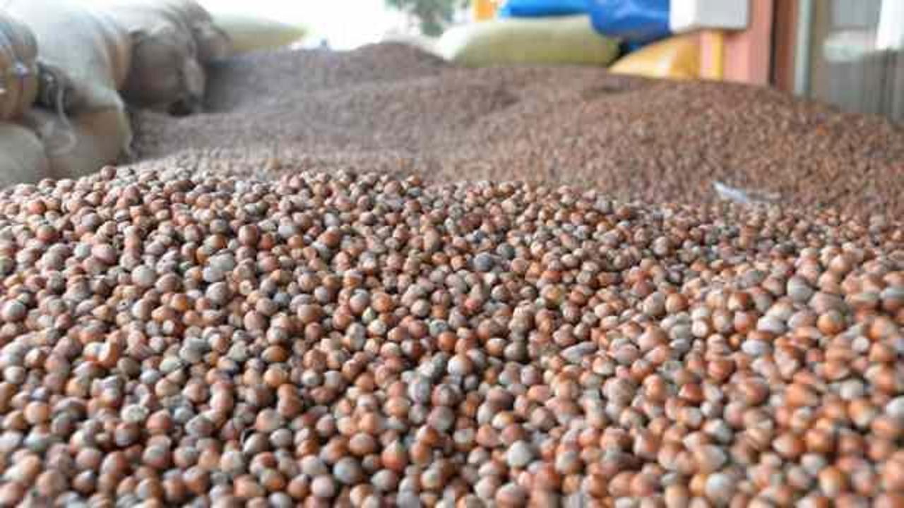 Ordu'da fındığın kilogramı 125 liradan işlem g&ouml;r&uuml;yor