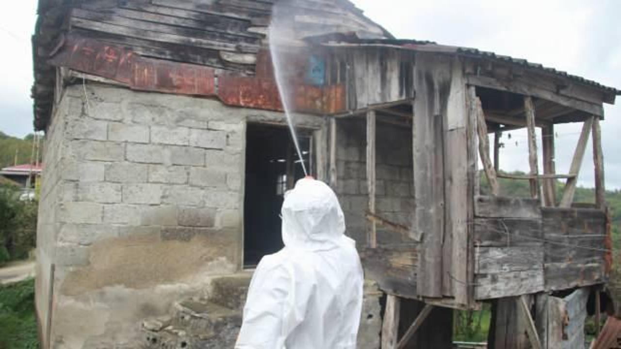 Ordu'ya dadanan b&ouml;cekler &ccedil;ift&ccedil;inin kabusu oldu! 200 bin nokta ila&ccedil;landı