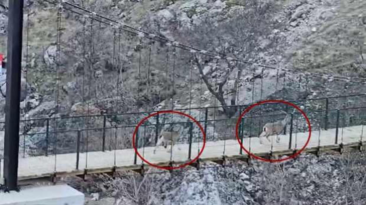 G&ouml;ren şaştı kaldı: K&ouml;pr&uuml;den gelin değil ke&ccedil;i ge&ccedil;ti 