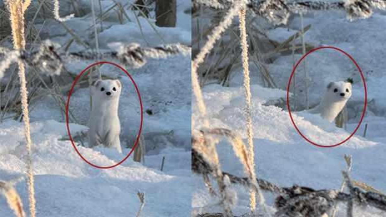 Hakkari'de g&ouml;r&uuml;ld&uuml;: Hızı ve esnekliğiyle dikkat &ccedil;ekiyor 