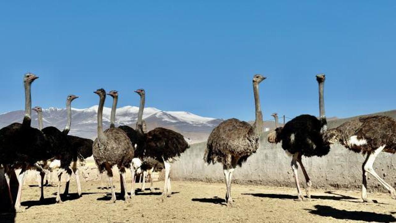 Hayvancılık sektörüne renk kattılar: 1 yumurtası 30 tavuk yumurtasına bedel 