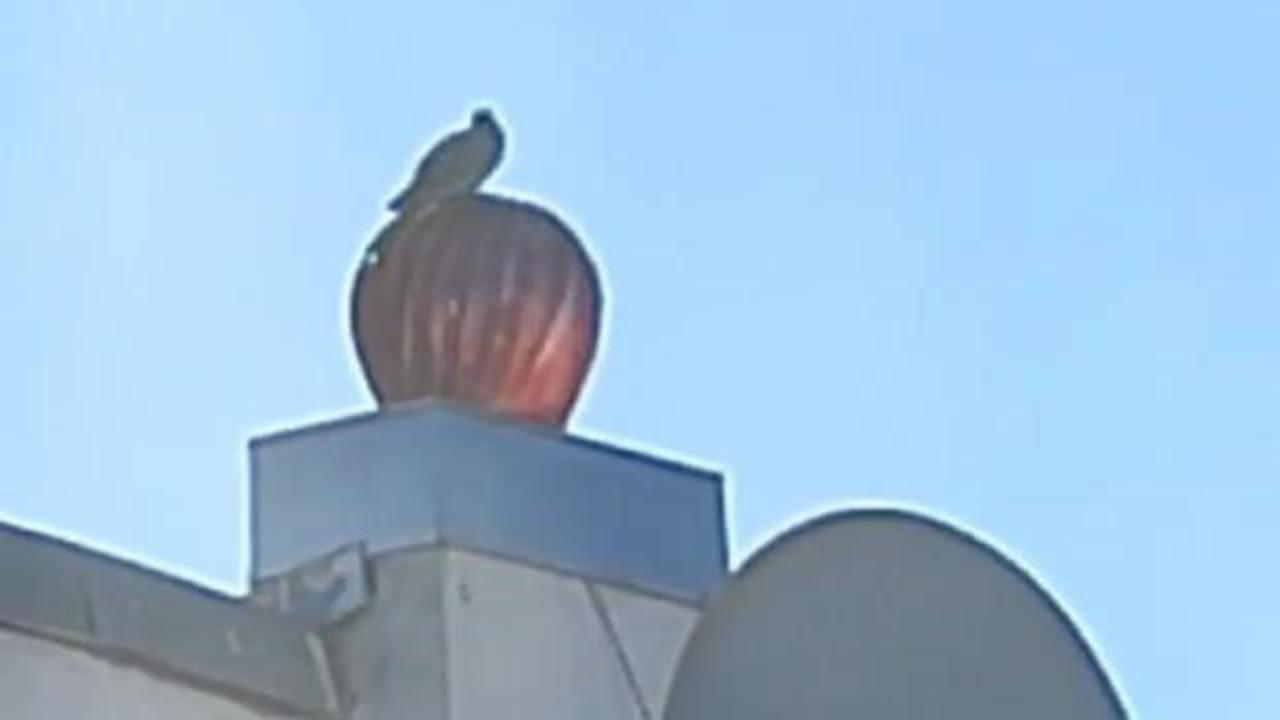 R&uuml;zgar g&uuml;l&uuml; ile birlikte d&ouml;nen kuş g&uuml;l&uuml;msetti 