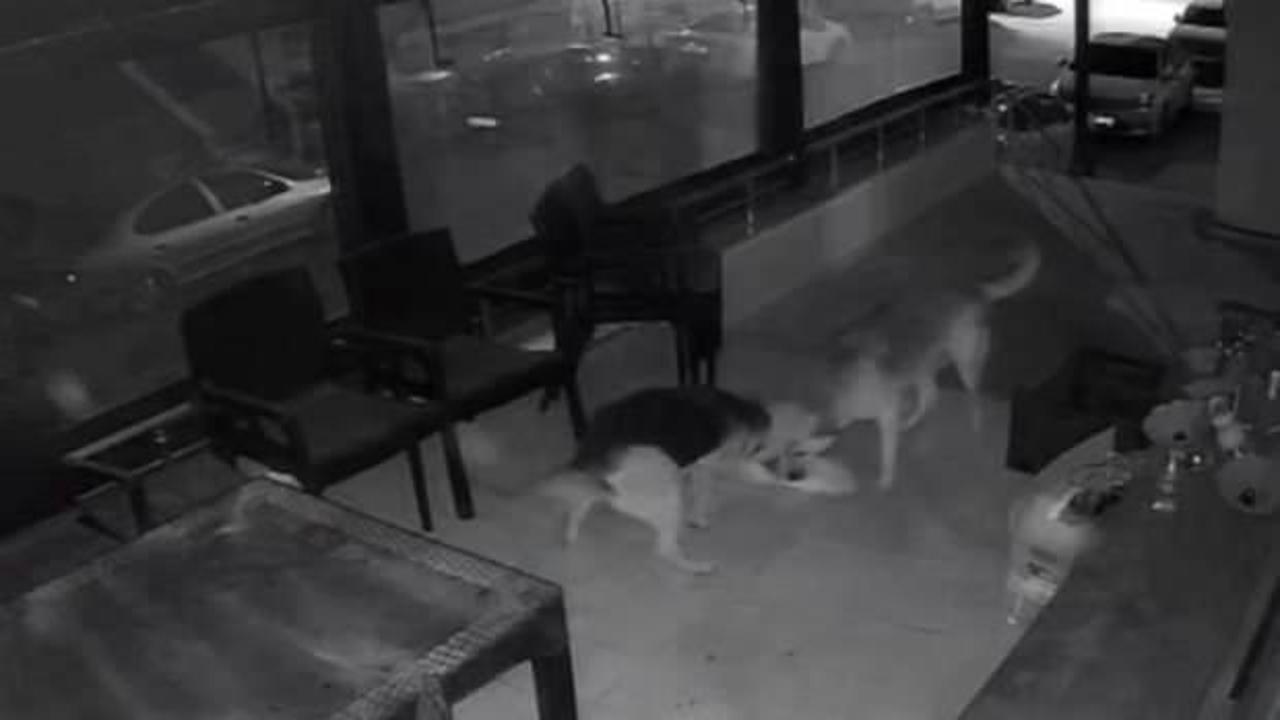 Başıboş köpek dehşeti! Ağızlarına aldıkları kediyi dakikalarca ısırdılar 