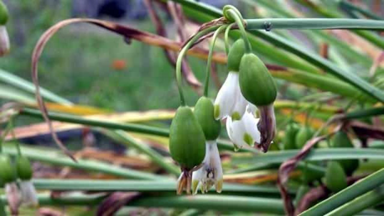 Verdikleri zarar ceplerine milyonluk ateş d&uuml;ş&uuml;rd&uuml;!