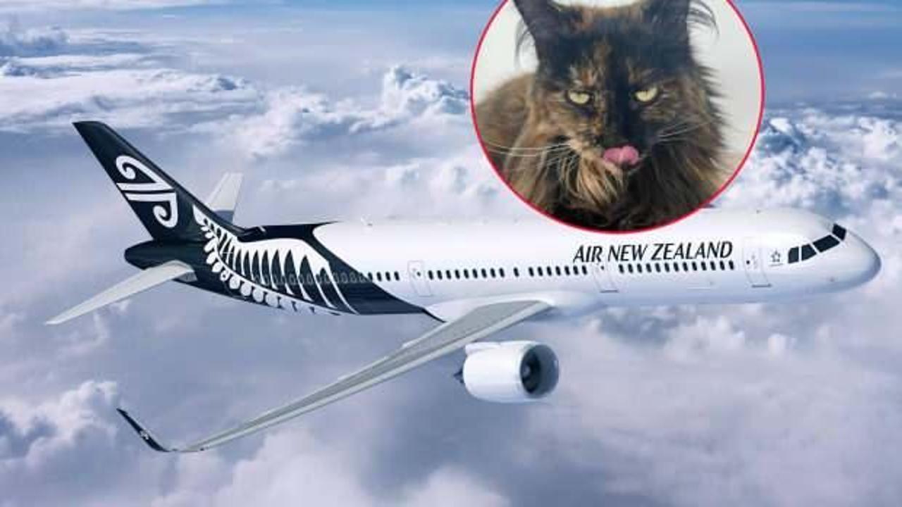 U&ccedil;akta unutulan kedi, 24 saatte 3 u&ccedil;ak yolculuğu yaptı