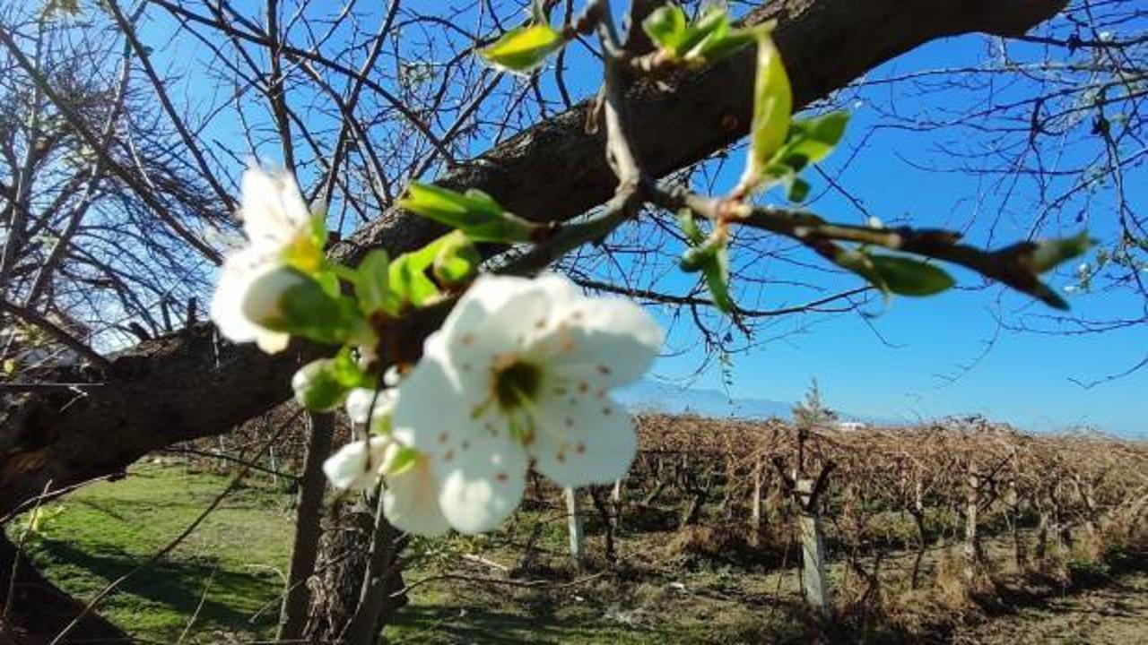 Yalancı baharın bedeli &ccedil;ift&ccedil;iyi tedirgin ediyor