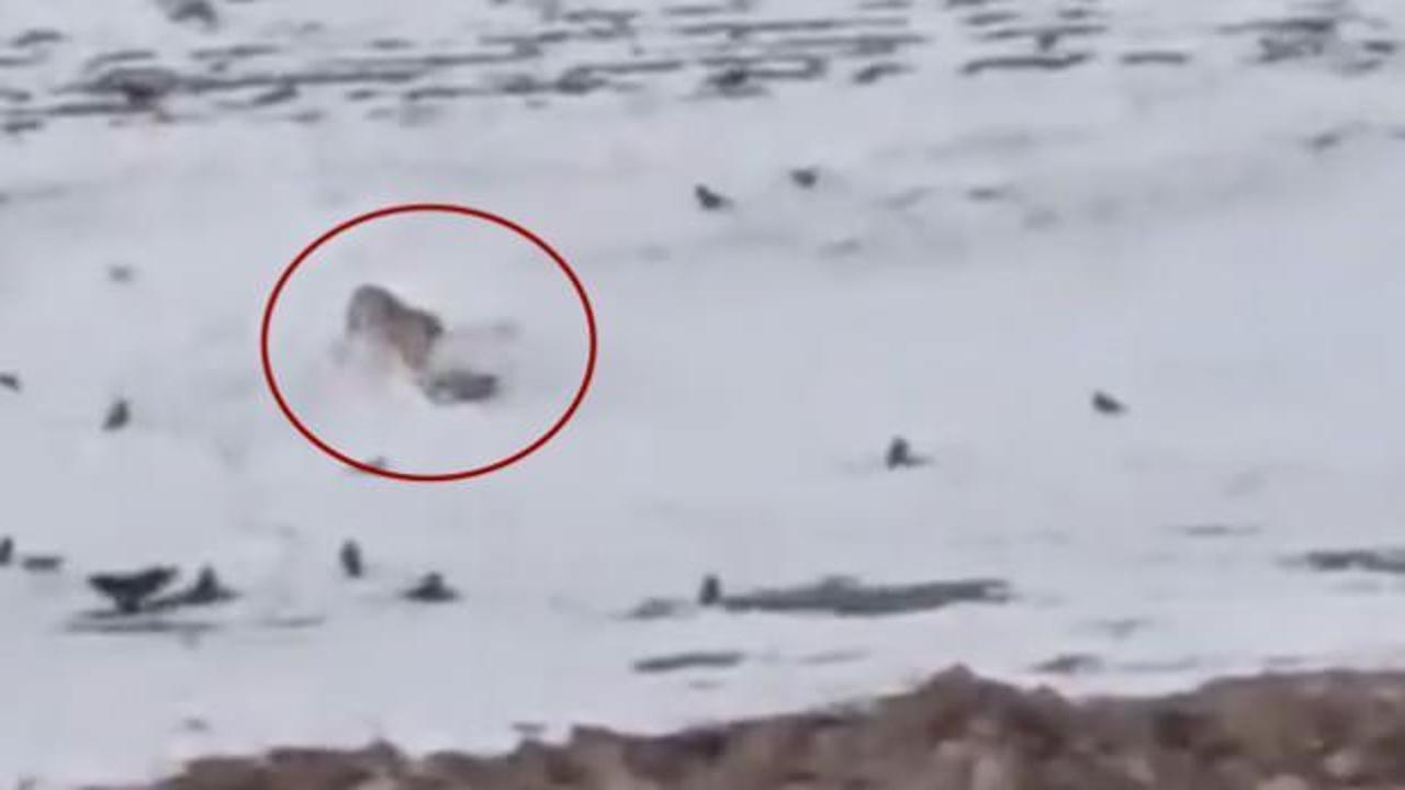 Yer: Ağrı! Aç kalan kurt köpeği parçalayarak yedi 