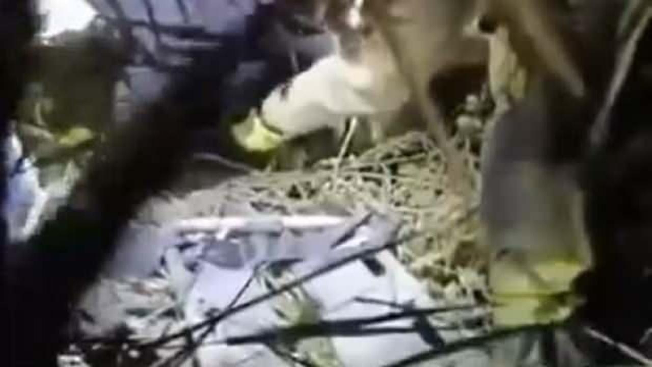 Alkoll&uuml; şahıs fotoğraf &ccedil;ekinmek i&ccedil;in 10 metre y&uuml;ksekten aşağıya d&uuml;şt&uuml;