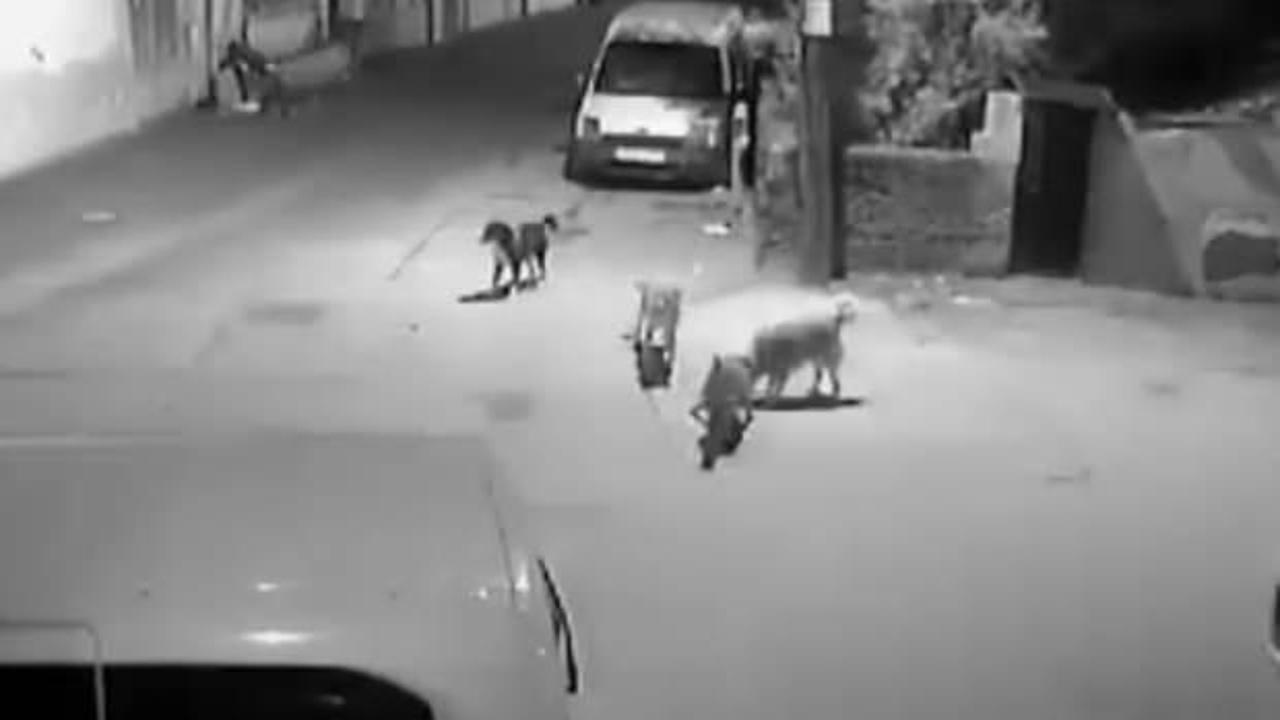 Bursa'da başıboş k&ouml;pek s&uuml;r&uuml;s&uuml; kediyi par&ccedil;aladı! O anlar kamerada