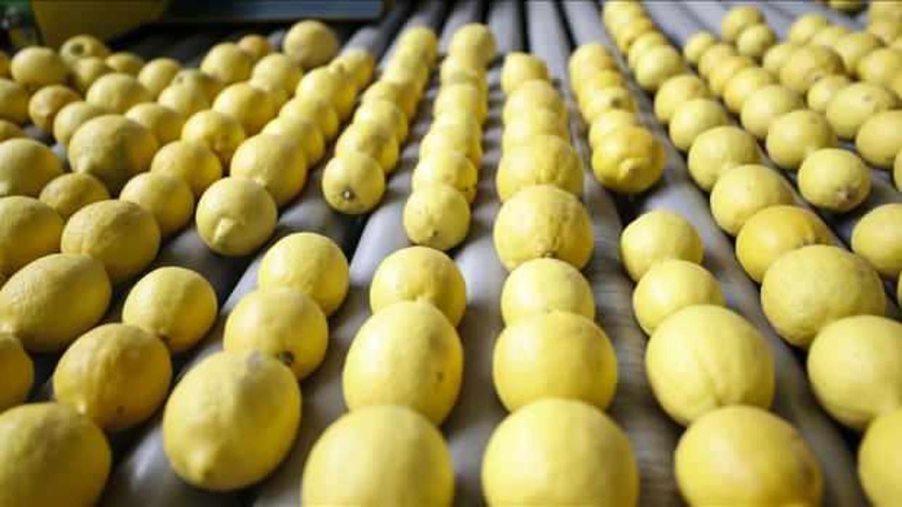 T&uuml;rkiye'nin narenciye ihracatını Doğu Akdeniz illeri sırtladı
