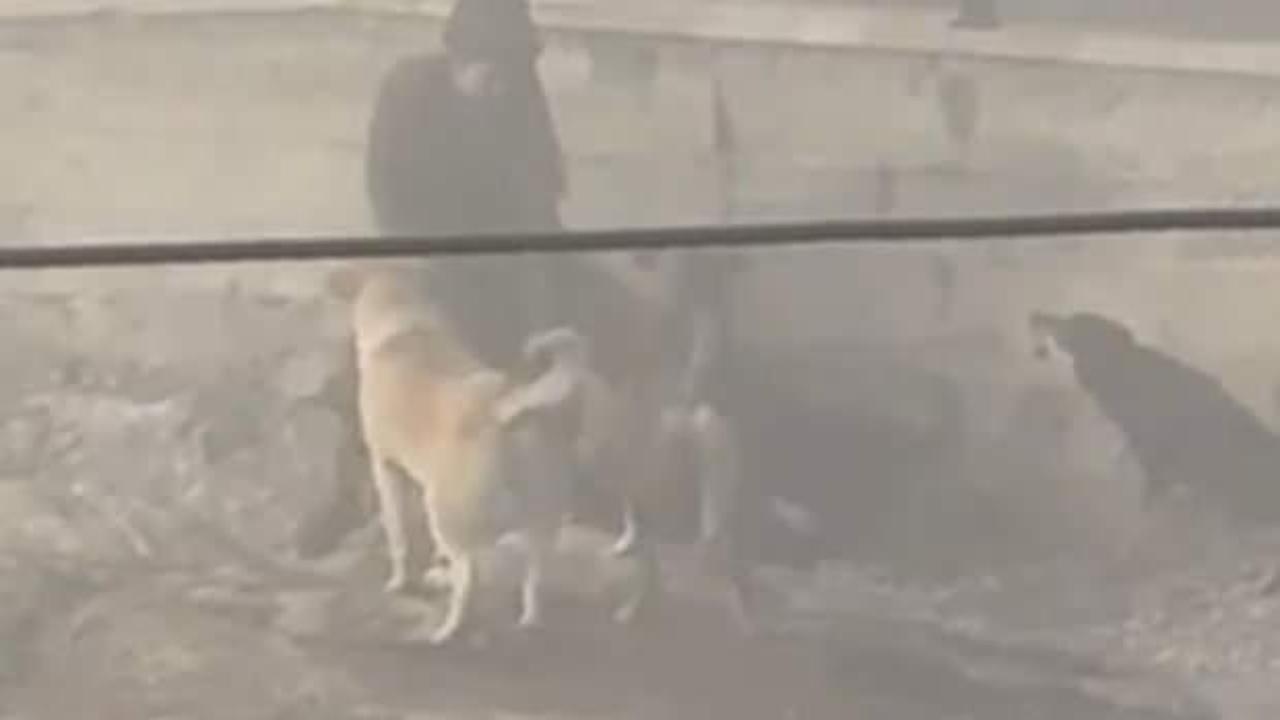Yer: Ankara! Başıboş k&ouml;pekler, hamile kadına saldırdı