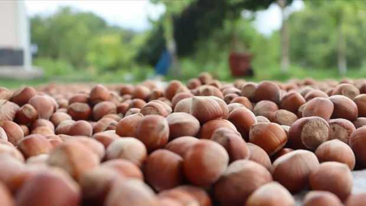 Giresun'da fındık 130-135 liradan işlem g&ouml;r&uuml;yor