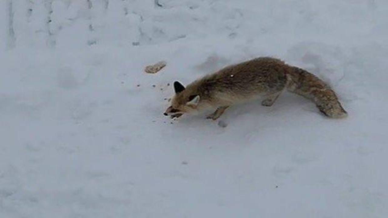 G&uuml;l&uuml;mseten g&ouml;r&uuml;nt&uuml; Bayburt'tan: Ekmeğe burun kıvıran tilki baklavayı afiyetle yedi 