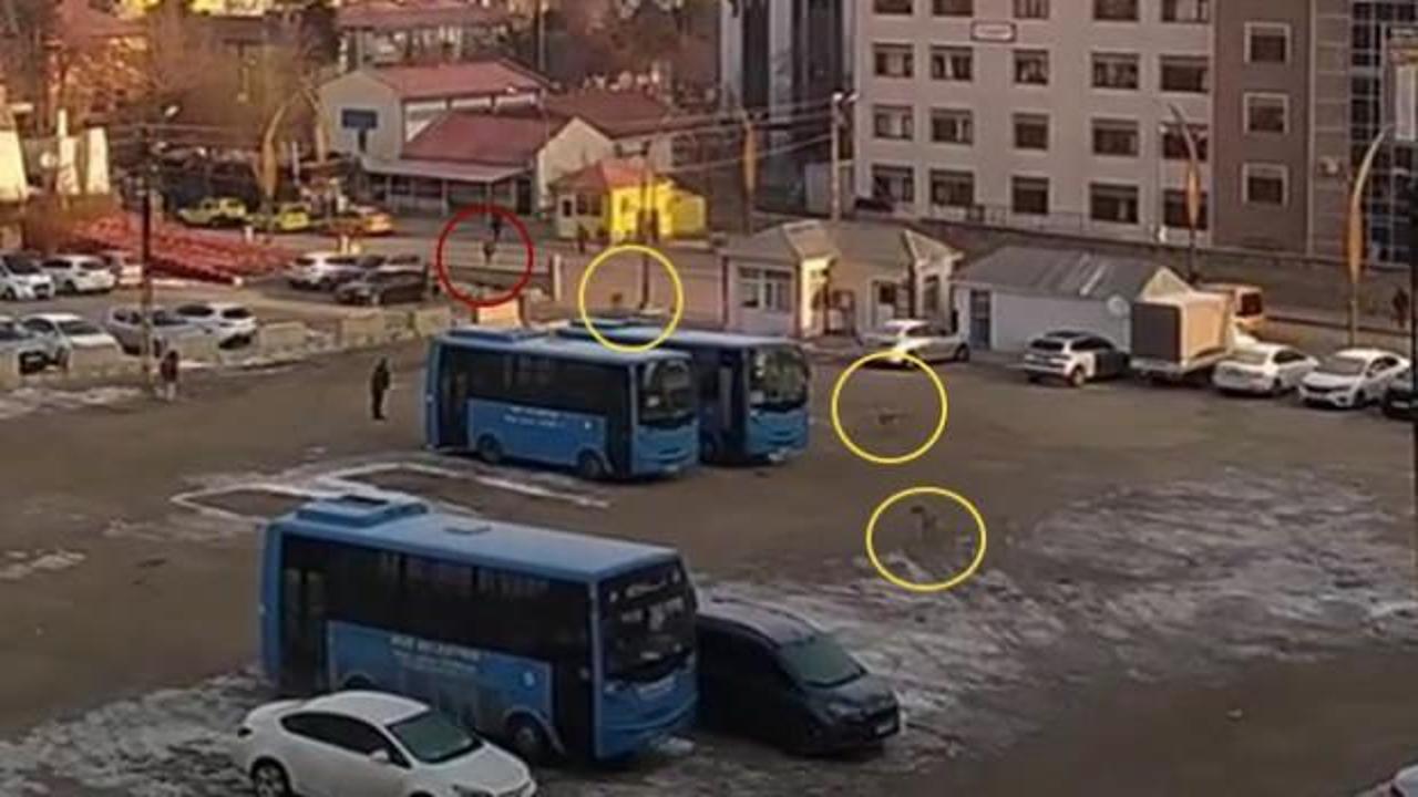 Muş'ta köpek dehşeti: Sürüden kaçan çocuk yere kapaklandı! 