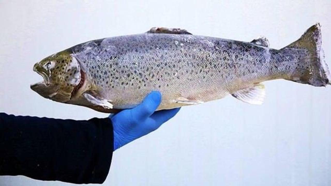 27 bin somon balığı ka&ccedil;tı, bulanlara &ouml;d&uuml;l verilecek