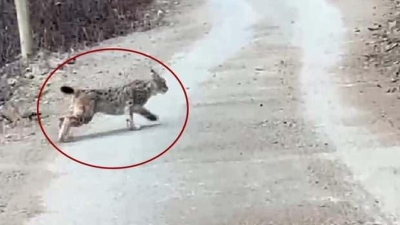 Artvin'de g&uuml;peg&uuml;nd&uuml;z g&ouml;r&uuml;ld&uuml;: Afrika'nın en hızlı ve en tehlikeli hayvanları arasında