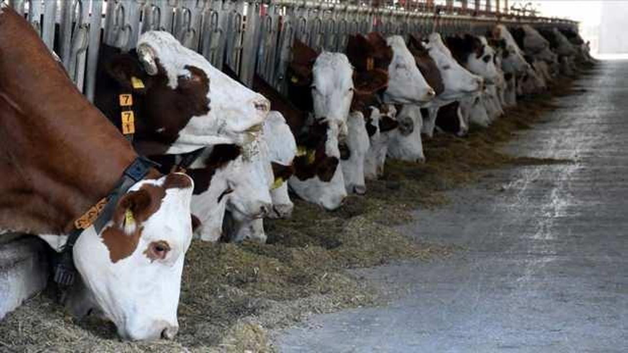 B&uuml;y&uuml;kbaş hayvan sayısı 2024'te arttı!