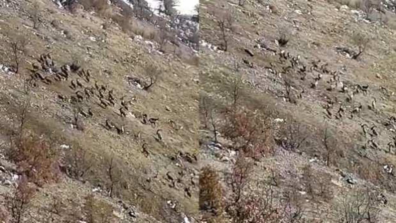 Elazığ'da s&uuml;r&uuml; halinde g&ouml;r&uuml;ld&uuml;: Bu hayvanı avlayanın ocağı s&ouml;n&uuml;yor 