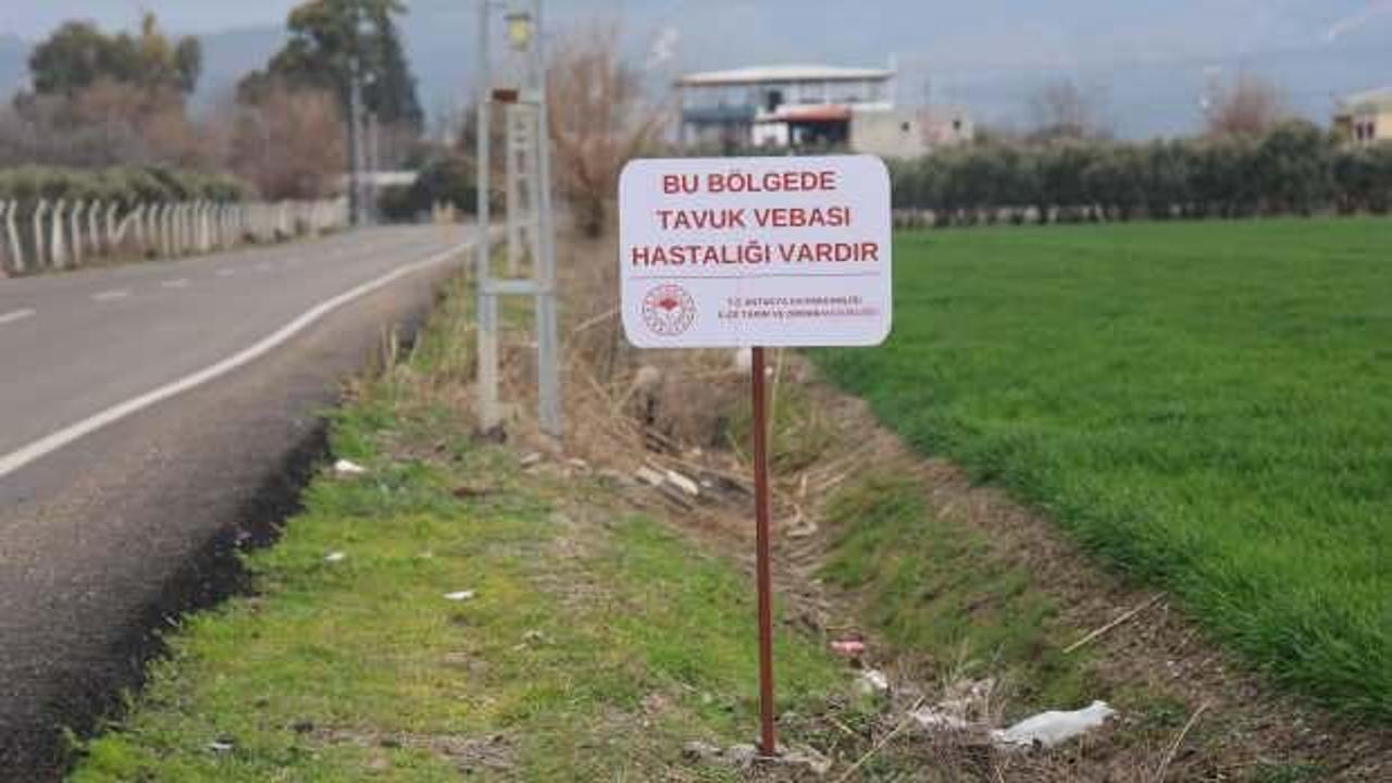 Hatay'da kuş vebası alarmı! 338 kanatlı hayvan itlaf edildi