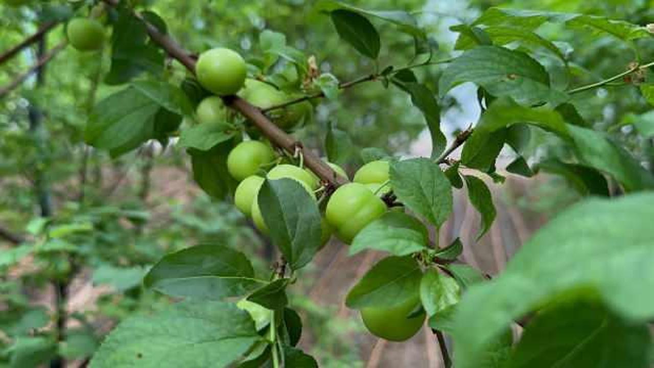 İlk erik hasadı yapıldı! Kilogram fiyatı, bırakın &ccedil;eyreği yarımla yarışıyor 