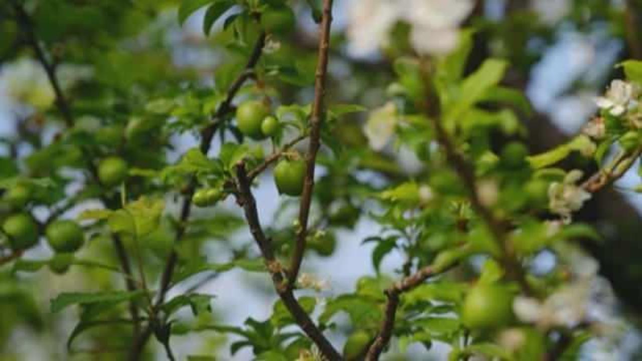 İlk hasat İstanbul'a gönderildi: Kilosu dudak uçuklattı
