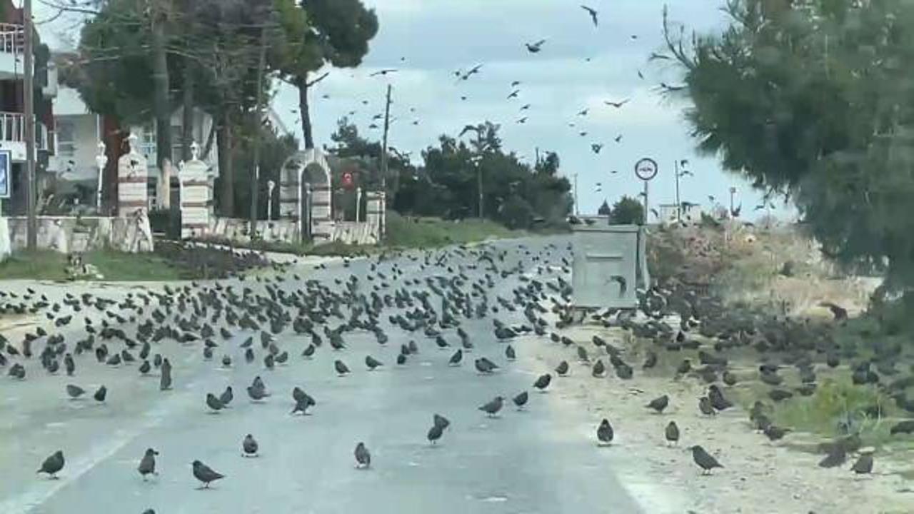 Tekirdağ'da binlercesi g&ouml;r&uuml;ld&uuml;: Bu avcılar t&uuml;m yolu istila ettiler 